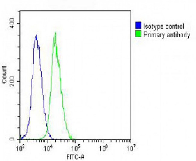 VCL / Vinculin Antibody - Overlay histogram showing NIH/3T3 cells stained with Vinculin Antibody (green line). The cells were fixed with 2% paraformaldehyde (10 min) and then permeabilized with 90% methanol for 10 min. The cells were then icubated in 2% bovine serum albumin to block non-specific protein-protein interactions followed by the antibody (Vinculin Antibody, 1:25 dilution) for 60 min at 37°C. The secondary antibody used was Goat-Anti-Rabbit IgG, DyLight® 488 Conjugated Highly Cross-Adsorbed at 1/200 dilution for 40 min at 37°C. Isotype control antibody (blue line) was rabbit IgG (1µg/1x10^6 cells) used under the same conditions. Acquisition of >10, 000 events was performed.