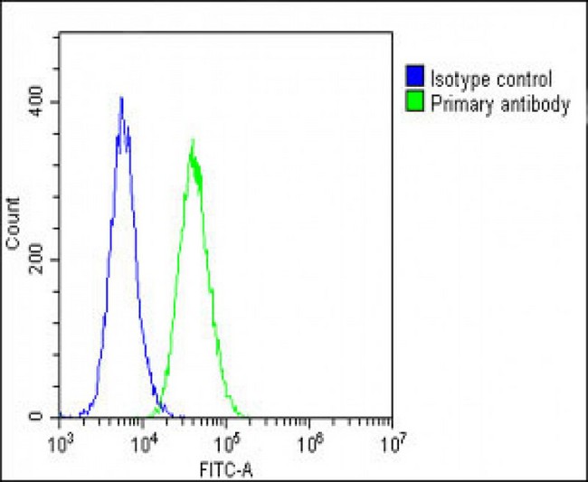 VCL / Vinculin Antibody - Overlay histogram showing C2C12 cells stained with Vinculin Antibody (green line). The cells were fixed with 2% paraformaldehyde (10 min) and then permeabilized with 90% methanol for 10 min. The cells were then icubated in 2% bovine serum albumin to block non-specific protein-protein interactions followed by the antibody (Vinculin Antibody, 1:25 dilution) for 60 min at 37°C. The secondary antibody used was Goat-Anti-Rabbit IgG, DyLight® 488 Conjugated Highly Cross-Adsorbed at 1/200 dilution for 40 min at 37°C. Isotype control antibody (blue line) was rabbit IgG1 (1µg/1x10^6 cells) used under the same conditions. Acquisition of >10, 000 events was performed.