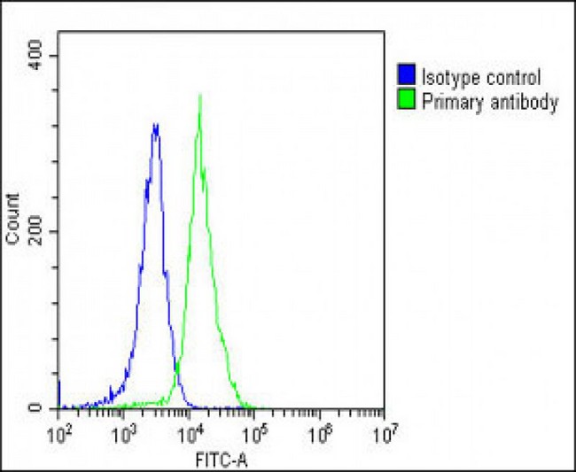 VCL / Vinculin Antibody - Overlay histogram showing NIH/3T3 cells stained with Vinculin Antibody (green line). The cells were fixed with 2% paraformaldehyde (10 min) and then permeabilized with 90% methanol for 10 min. The cells were then icubated in 2% bovine serum albumin to block non-specific protein-protein interactions followed by the antibody (Vinculin Antibody, 1:25 dilution) for 60 min at 37°C. The secondary antibody used was Goat-Anti-Rabbit IgG, DyLight® 488 Conjugated Highly Cross-Adsorbed at 1/200 dilution for 40 min at 37°C. Isotype control antibody (blue line) was rabbit IgG1 (1µg/1x10^6 cells) used under the same conditions. Acquisition of >10, 000 events was performed.