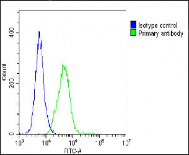 VCL / Vinculin Antibody - Overlay histogram showing C2C12 cells stained with Vinculin Antibody (green line). The cells were fixed with 2% paraformaldehyde (10 min) and then permeabilized with 90% methanol for 10 min. The cells were then icubated in 2% bovine serum albumin to block non-specific protein-protein interactions followed by the antibody (Vinculin Antibody, 1:25 dilution) for 60 min at 37°C. The secondary antibody used was Goat-Anti-Rabbit IgG, DyLight® 488 Conjugated Highly Cross-Adsorbed at 1/200 dilution for 40 min at 37°C. Isotype control antibody (blue line) was rabbit IgG1 (1µg/1x10^6 cells) used under the same conditions. Acquisition of >10, 000 events was performed.