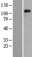 VCL / Vinculin Protein - Western validation with an anti-DDK antibody * L: Control HEK293 lysate R: Over-expression lysate