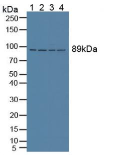 VCP Antibody - Western Blot; Sample: Lane1: Human Lung Tissue; Lane2: Human Hela Cells; Lane3: Porcine Brain Tissue; Lane4: Rat Brain Tissue.