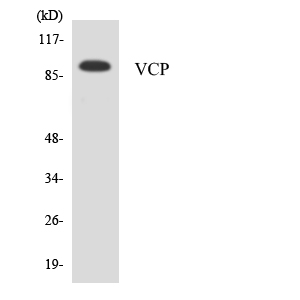 VCP Antibody - Western blot analysis of the lysates from HepG2 cells using VCP antibody.