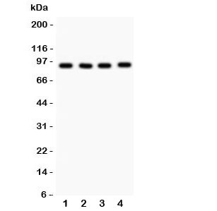 VCP Antibody - Western blot testing of VCP antibody and 1. rat brain; 2: mouse brain; 3: human HeLa; 4: (h) 293T; Expected/observed size ~89KD