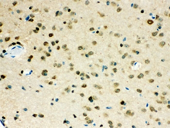 VCP Antibody - IHC-P testing of VCP antibody and mouse brain tissue