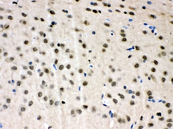 VCP Antibody - IHC-P: VCP antibody testing of rat brain tissue