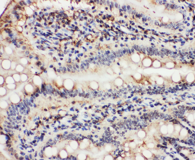 VCP Antibody - VCP antibody. IHC(P): Rat Intestine Tissue.
