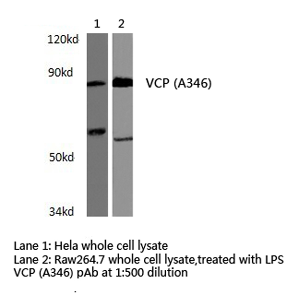 VCP Antibody - Western blot of VCP (A346) pAb in extracts from HeLa cells and Raw264.7 cells treated with LPS.