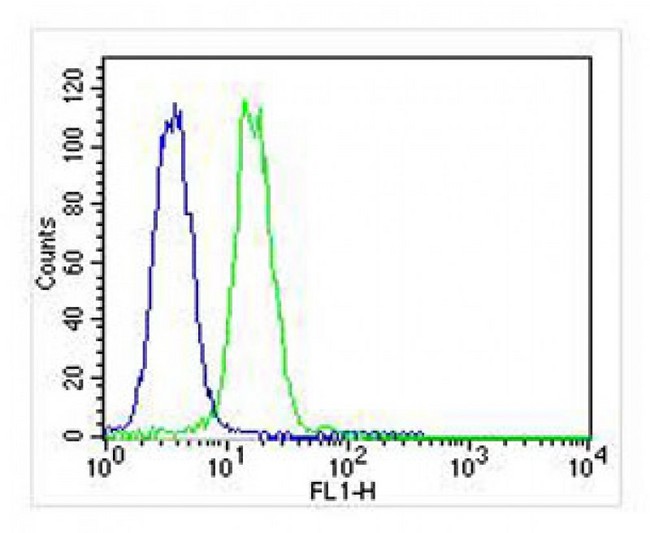 VCP Antibody - Overlay histogram showing K562 cells stained with antibody (green line). The cells were fixed with 2% paraformaldehyde (10 min) and then permeabilized with 90% methanol for 10 min. The cells were then incubated in 2% bovine serum albumin to block non-specific protein-protein interactions followed by the antibody (antibody, 1:25 dilution) for 60 min at 37°C. The secondary antibody used was Goat-Anti-Mouse IgG, DyLight 488 Conjugated Highly Cross-Adsorbed) at 1:400 dilution for 40 min at 37 ° C. Isotype control antibody (blue line) was mouse IgG1 (1ug/1x10^6 cells) used under the same conditions. Acquisition of >10, 000 events was performed.
