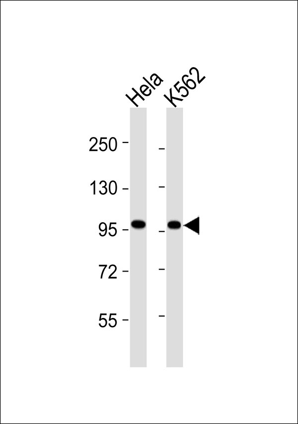 VCP Antibody - All lanes : Anti-VCP Antibody at 1:1000 dilution Lane 1: HeLa whole cell lysates Lane 2: K562 whole cell lysates Lysates/proteins at 20 ug per lane. Secondary Goat Anti-Rabbit IgG, (H+L),Peroxidase conjugated at 1/10000 dilution Predicted band size : 89 kDa Blocking/Dilution buffer: 5% NFDM/TBST.