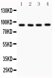 VCP Antibody - Western blot - Anti-VCP Picoband Antibody