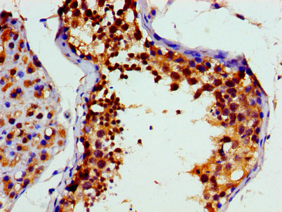 VCP Antibody - Immunohistochemistry image of paraffin-embedded human testis tissue at a dilution of 1:100