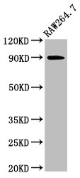 VCP Antibody - Positive Western Blot detected in Raw264.7 whole cell lysate. All lanes: VCP antibody at 3 µg/ml Secondary Goat polyclonal to rabbit IgG at 1/50000 dilution. Predicted band size: 90 KDa. Observed band size: 90 KDa