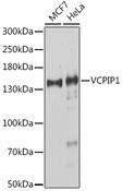 VCPIP1 Antibody - Western blot analysis of extracts of various cell lines using VCPIP1 Polyclonal Antibody at dilution of 1:1000.