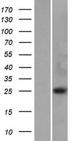 VCPKMT / C14orf138 Protein - Western validation with an anti-DDK antibody * L: Control HEK293 lysate R: Over-expression lysate