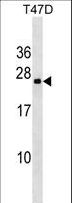 VCX3A Antibody - VCX3A Antibody western blot of T47D cell line lysates (35 ug/lane). The VCX3A antibody detected the VCX3A protein (arrow).