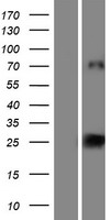 VCY Protein - Western validation with an anti-DDK antibody * L: Control HEK293 lysate R: Over-expression lysate