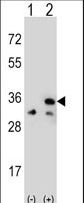 VDAC1 / PORIN Antibody - Western blot of VDAC1 (arrow) using rabbit polyclonal VDAC1 Antibody. 293 cell lysates (2 ug/lane) either nontransfected (Lane 1) or transiently transfected (Lane 2) with the VDAC1 gene.