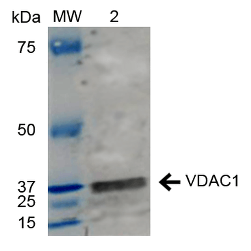 VDAC1 / PORIN Antibody - Western blot analysis of Human HeLa and HEK293Trap cell lysates showing detection of ~30.7 kDa VDCA-1 protein using Rabbit Anti-VDCA-1 Polyclonal Antibody. Lane 1: Molecular Weight Ladder (MW). Lane 2: HeLa cell lysates. Load: 15 µg. Block: 5% Skim Milk in 1X TBST. Primary Antibody: Rabbit Anti-VDCA-1 Polyclonal Antibody  at 1:1000 for 2 hours at RT. Secondary Antibody: Goat Anti-Rabbit IgG: HRP at 1:2000 for 60 min at RT. Color Development: ECL solution for 6 min in RT. Predicted/Observed Size: ~30.7 kDa.