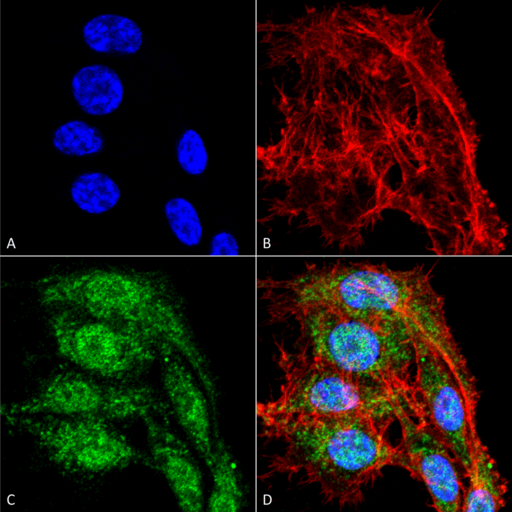 VDAC1 / PORIN Antibody - Immunocytochemistry/Immunofluorescence analysis using Rabbit Anti-VDCA-1 Polyclonal Antibody. Tissue: Colon carcinoma cell line (RKO). Species: Human. Fixation: 4% Formaldehyde for 15 min at RT. Primary Antibody: Rabbit Anti-VDCA-1 Polyclonal Antibody  at 1:100 for 60 min at RT. Secondary Antibody: Goat Anti-Rabbit ATTO 488 at 1:100 for 60 min at RT. Counterstain: Phalloidin Texas Red F-Actin stain; DAPI (blue) nuclear stain at 1:1000, 1:5000 for 60 min at RT, 5 min at RT. Localization: Cytoplasm, Mitochondrion Outer Membrane, Cell Membrane. Magnification: 60X. (A) DAPI nuclear stain. (B) Phalloidin Texas Red F-Actin stain. (C) VDCA-1 Antibody. (D) Composite.