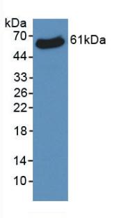 VDAC1 / PORIN Antibody - Western Blot; Sample: Recombinant VDAC1, Human.