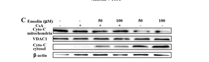 VDAC1 / PORIN Antibody - Western blot analysis of VDAC1 expression in HeLa cells lysate