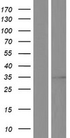 VDAC1 / PORIN Protein - Western validation with an anti-DDK antibody * L: Control HEK293 lysate R: Over-expression lysate