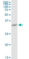 VDAC2 Antibody - VDAC2 monoclonal antibody (M01), clone 3D2. Western Blot analysis of VDAC2 expression in K-562.