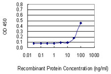 VDAC2 Antibody - Detection limit for recombinant GST tagged VDAC2 is 10 ng/ml as a capture antibody.