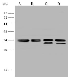 VDAC2 Antibody - Anti-VDAC2 rabbit polyclonal antibody at 1:500 dilution. Lane A: HeLa Whole Cell Lysate. Lane B: HepG2 Whole Cell Lysate. Lane C: HCT116 Whole Cell Lysate. Lane D: U-251 MG Whole Cell Lysate. Lysates/proteins at 30 ug per lane. Secondary: Goat Anti-Rabbit IgG (H+L)/HRP at 1/10000 dilution. Developed using the ECL technique. Performed under reducing conditions. Predicted band size: 31 kDa. Observed band size: 34 kDa.