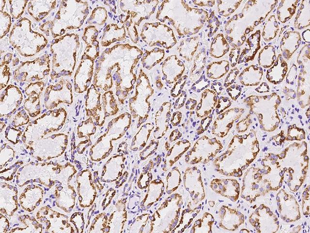 VDAC2 Antibody - Immunochemical staining of human VDAC2 in human kidney with rabbit polyclonal antibody at 1:100 dilution, formalin-fixed paraffin embedded sections.