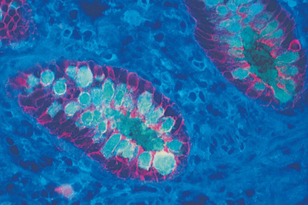 Product - Multiple labeling of colon with Fluorescein (green), Texas Red®(red), and AMCA (blue) mounted with VECTASHIELD® Mounting Medium.