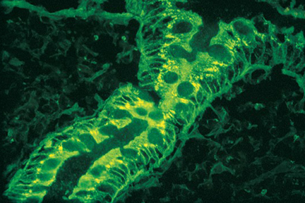 Product - Colon stained with fluorescein labeled Amaranthus caudatus lectin mounted with VECTASHIELD® Mounting Medium.