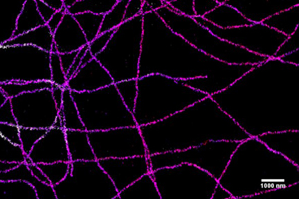 Product - 3D STORM imaging of Alexa Fluor® 647 stained microtubules in a VECTASHIELD® Mounting Medium/TRIS-Glycerol mixture. (Image kindly supplied by Dr. Nicolas Olivier, King's College, London UK.)