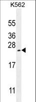 VEGFA / VEGF Antibody - VEGFA Antibody western blot of K562 cell line lysates (35 ug/lane). The VEGFA antibody detected the VEGFA protein (arrow).