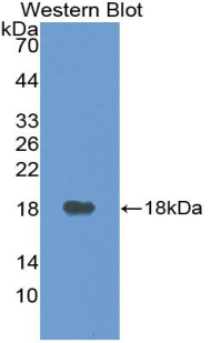 VEGFA / VEGF Antibody - Western blot of recombinant VEGFA / VEGF.