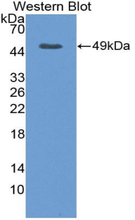 VEGFA / VEGF Antibody - Western Blot; Sample: Recombinant protein.