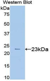 VEGFA / VEGF Antibody - Western blot of recombinant VEGFA / VEGF.  This image was taken for the unconjugated form of this product. Other forms have not been tested.