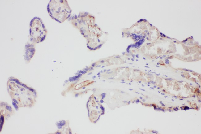 VEGFA / VEGF Antibody - VEGF antibody IHC-paraffin: Human Placenta Tissue.