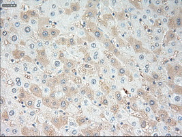 VEGFA / VEGF Antibody - Immunohistochemical staining of paraffin-embedded liver tissue using anti-VEGF mouse monoclonal antibody. (Dilution 1:50).