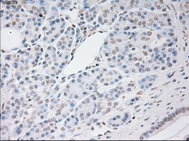 VEGFA / VEGF Antibody - Immunohistochemical staining of paraffin-embedded pancreas tissue using anti-VEGF mouse monoclonal antibody. (Dilution 1:50).