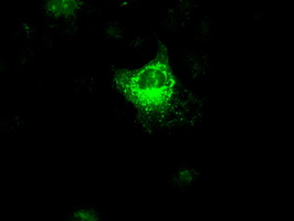 VEGFA / VEGF Antibody - Anti-VEGF mouse monoclonal antibody  immunofluorescent staining of COS7 cells transiently transfected by pCMV6-ENTRY VEGF.