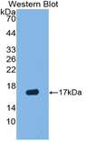 VEGFA / VEGF Antibody - Western blot of recombinant VEGFA / VEGF.  This image was taken for the unconjugated form of this product. Other forms have not been tested.