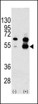 VEGFA / VEGF Antibody - Western blot of VEGF1 Antibody polyclonal antibody(arrow). 293 cell lysates (2 ug/lane) either nontransfected (Lane 1) or transiently transfected with the VEGF1 gene (Lane 2) (Origene Technologies). Molecular weight of monomeric VEGF1 is 27042 Da; higher observed molecular weight band is consistent with common form of disulfide linked homodimer.