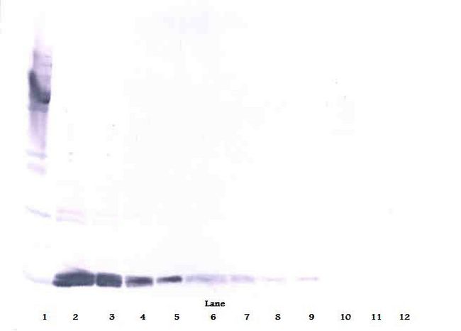 VEGFA / VEGF Antibody - Western Blot (reducing) of VEGF antibody This image was taken for the unconjugated form of this product. Other forms have not been tested.