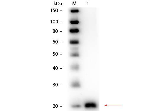 VEGFA / VEGF Antibody - Western Blot of Rabbit anti-VEGF-165 Antibody Biotin Conjugated. Lane 1: VEGF-165 Recombinant Protein. Load: 50 ng per lane. Primary antibody: Rabbit anti-VEGF-165 Antibody Biotin Conjugated at 1:1,000 overnight at 4°C. Secondary antibody: HRP Streptavidin (Sat 1:40,000 for 30 min at RT.
