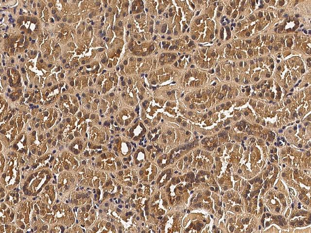 VEGFA / VEGF Antibody - Immunochemical staining VEGFA in human kidney with mouse monoclonal antibody (1:60, formalin-fixed paraffin embedded sections).