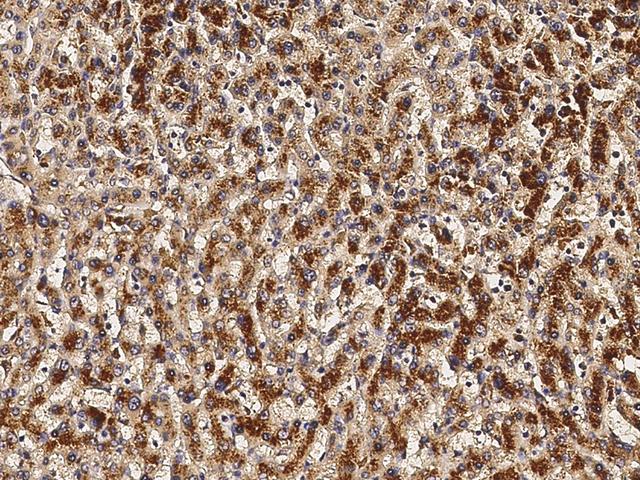VEGFA / VEGF Antibody - Immunochemical staining VEGFA in human liver with mouse monoclonal antibody (1:60, formalin-fixed paraffin embedded sections).