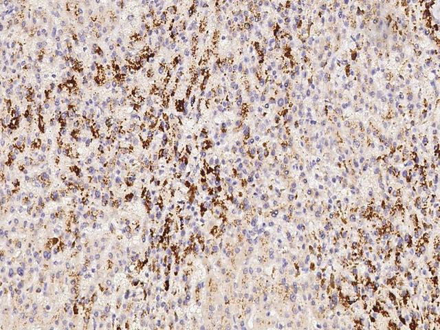 VEGFA / VEGF Antibody - Immunochemical staining of human VEGFA in human liver with mouse monoclonal antibody(1:30, formalin-fixed paraffin embedded sections).