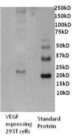 VEGFA / VEGF Antibody - WB using VEGF-A Antibody (16F1)